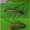 nymp polychloros larva2 volg